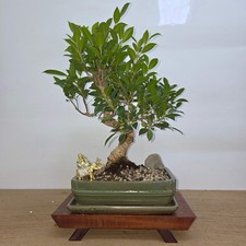 Ficus Microcarpa (Banyan Fig)