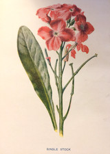 Single Stock Botanical Print F E Hulme Antique Garden Flower British Flora 1900