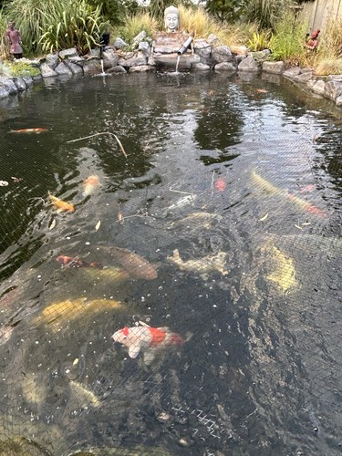 Koi fish for sale closing - , down