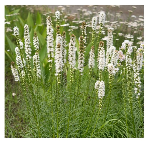 Liatris floristan white - liatris,