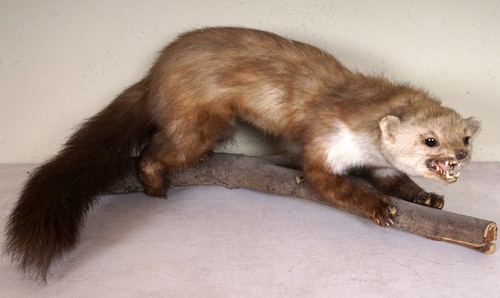 Beautiful stone marten beech - beautiful,
