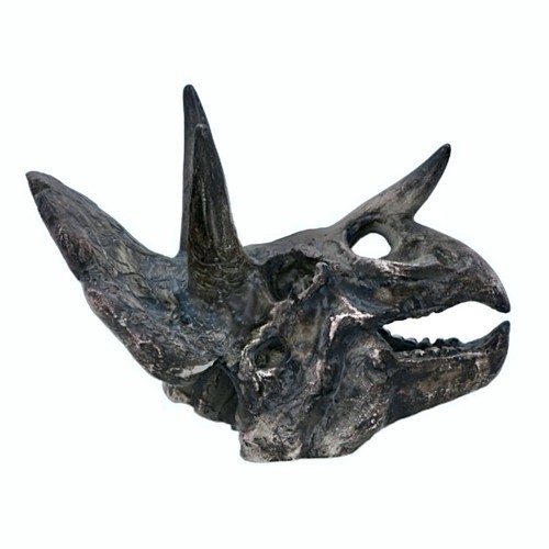 Triceratops dinosaur skull - triceratops,
