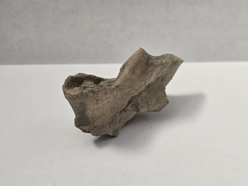 Partial plesiosaur vertebra - partial,