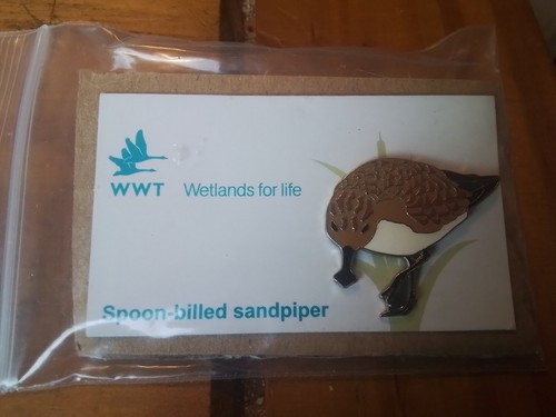 Wwt spoon billed - spoon, sandpiper