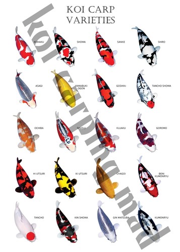 Koi breed posters different - koi,