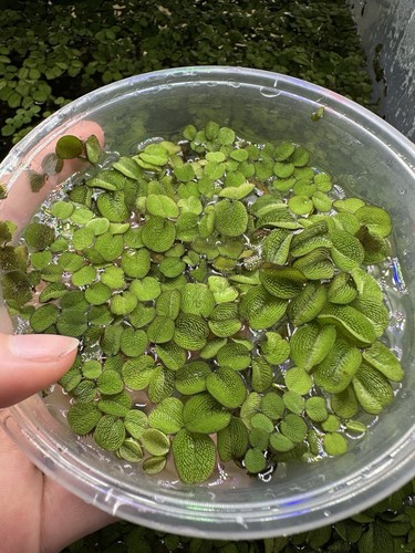 Large pot healthy - x1, of