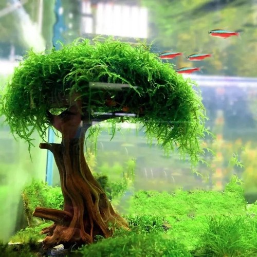 Moss tree fish aquarium - moss,