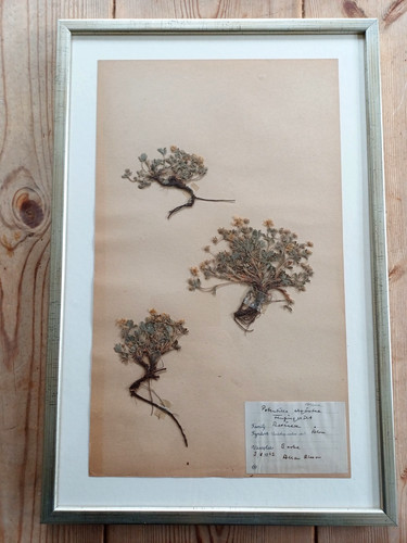 Swedish herbarium potentilla - herbarium,