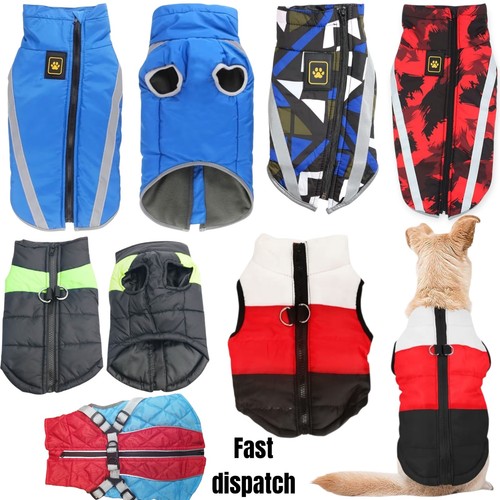 Pet cat dog - cat, jumpers