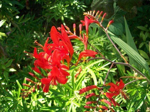 Crocosmia lucifer monbretia - lucifer.,