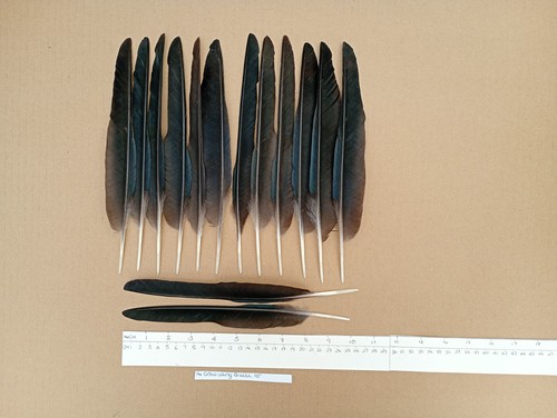 European carrion crow wing - 14,