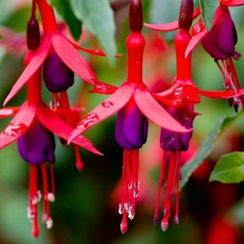 Fuchsia mrs popple 3lt - 3lt, pot