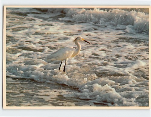 Postcard snowy egret - postcard,