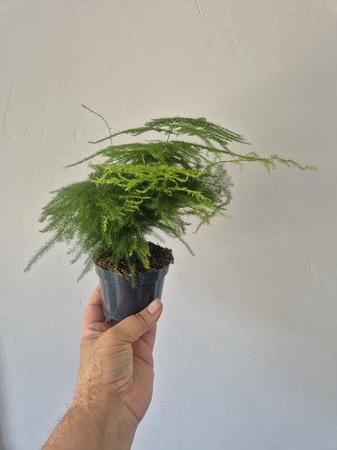 Asparagus fern plant - asparagus,