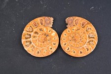 Ammonite perisphincts two - ammonite,