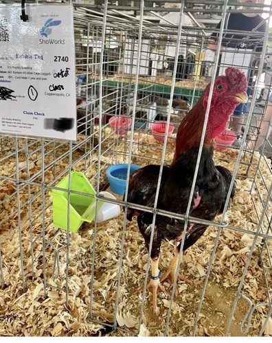 Shamo bantam eggs - +,