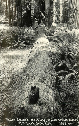 Patterson rppc 1877 fallen - rppc,