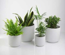 Large medium small - medium,, glazed