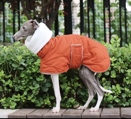 Italian greyhound coat - , clothes