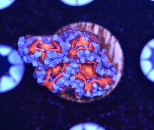 Wysiwyg rainbow acan - wysiwyg,