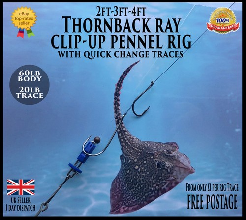 Sea rigs thornback ray - sea,