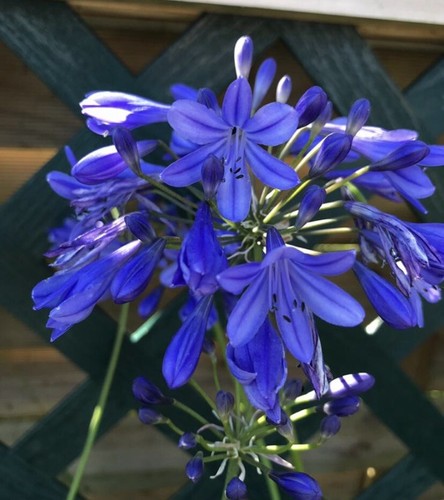 Agapanthus lapis lazuli - agapanthus, lazuli’