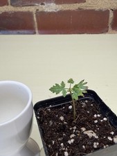 Rare Boswellia sacra