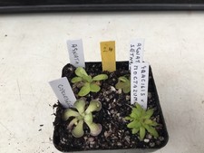Pinguicula Collection #24