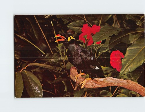 Postcard jungle jim the - postcard, "jungle