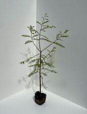 Swamp Cypress Tree - Taxodium distichum - 60/80cm ?? UK Grown