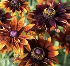 Rudbeckia Autumn Pine x12 PLUG