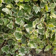 5 x Hedera Helix Ivy Plant -