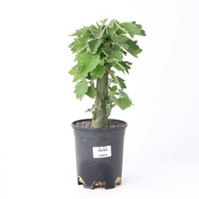 Pot 11.5cm Rare Adenia