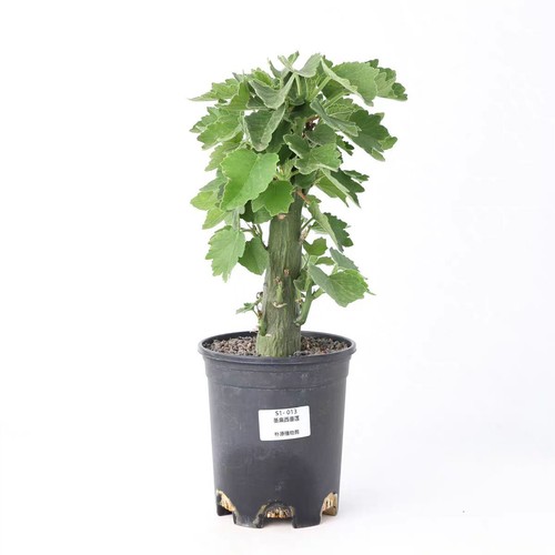 Pot 5cm rare - rare, adenia