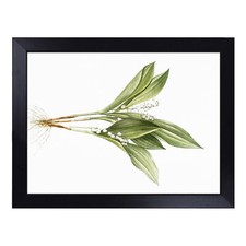 Lily Of The Valley By Pierre