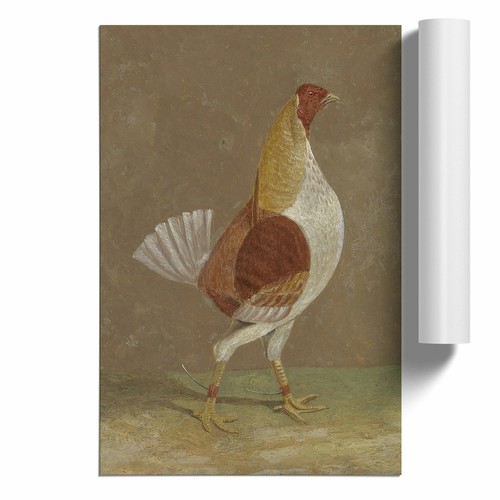 Fighting cock vol - cock, john