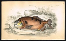 Redbellied Pacu – 1841