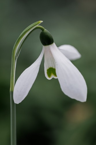 Galanthus elwesii var