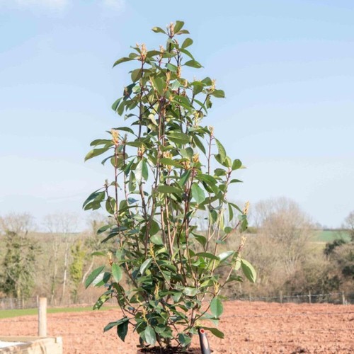 Photinia red robin scarlet - robin,