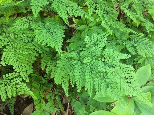 Adiantum venustum hardy - venustum|,