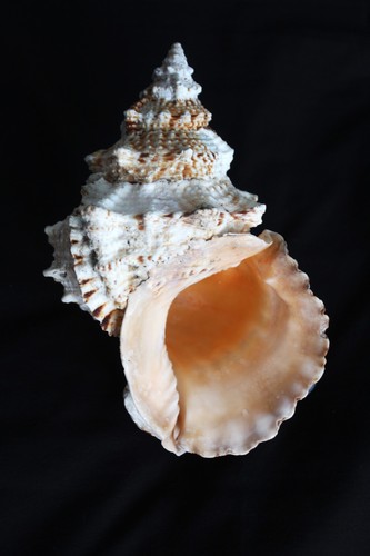 Giant frog seashell - 'giant,