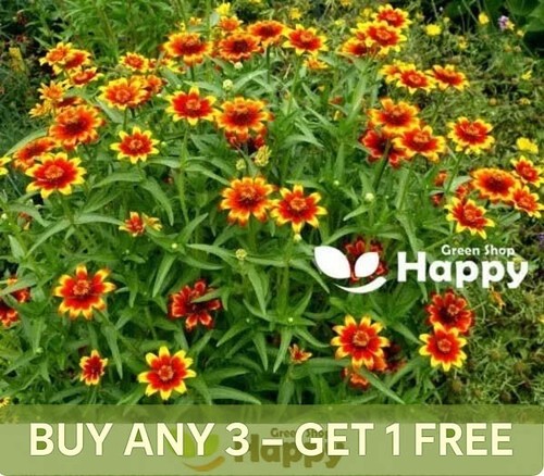 Zinnia flower chippendale - zinnia,