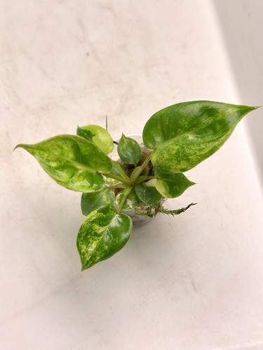 Philodendron billitiae - philodendron,