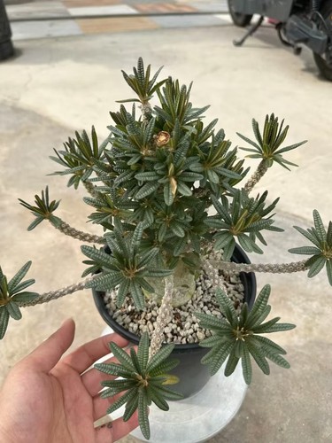 Rare live house plant - live,