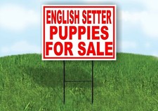 English Setter PUPPIES FOR