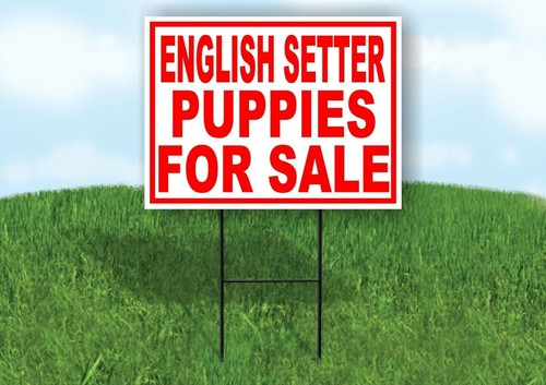 English setter puppies for - setter,