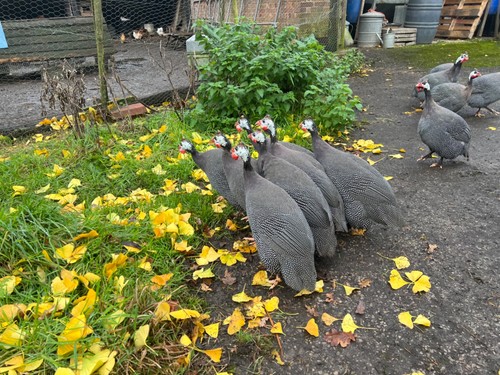 Photo guinea fowls bred - guinea,