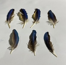Joblot X7 Genuine Parrot Macaw