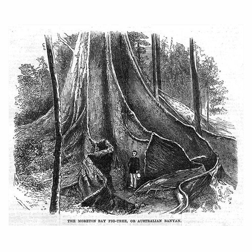 Australia the moreton bay fig - the,
