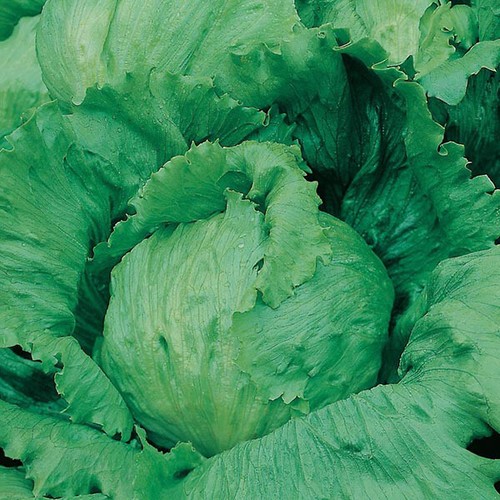 Iceberg lettuce seeds - seeds, saladin